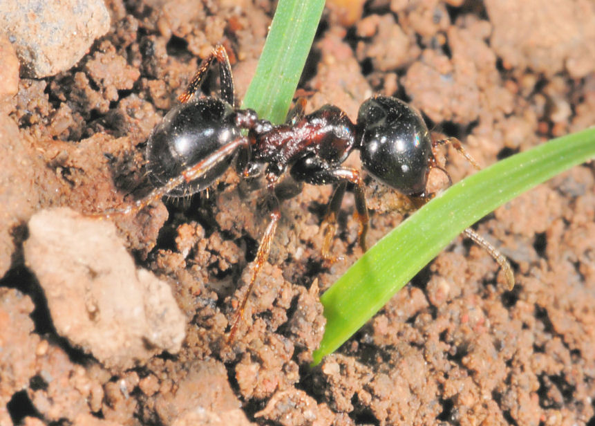 Messor wasmanni